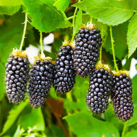 Ожина: (1л) Натчез (ранній)